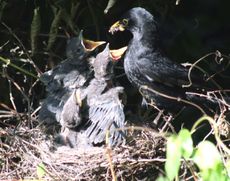 Amsel-7-Tag-5.jpg